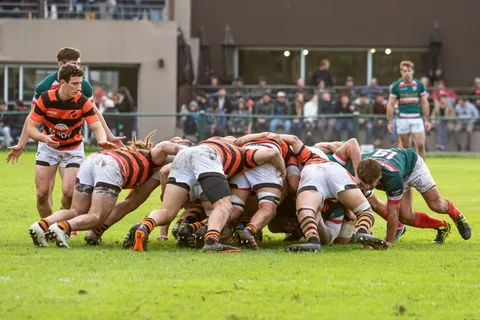 Olivos 6